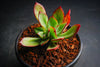 Echeveria 'Seiten-no-Tsukasa' (has mark)