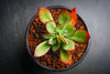 Echeveria 'Seiten-no-Tsukasa' (has mark)