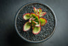 Echeveria 'Seiten-no-Tsukasa' (has mark)