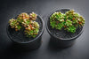 xCremnosedum 'Little Gem' (CLUSTER)