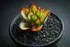 Echeveria 'Seiten-no-Tsukasa' (has mark)