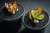 Echeveria 'Seiten-no-Tsukasa' (has mark)