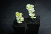 Sedum sieboldii 'Mediovariegatum'