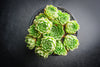 Sempervivum 'Atlanticum' (CLUSTER)