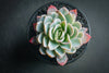 Echeveria 'Violet Queen'
