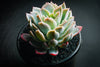 Echeveria 'Violet Queen'