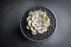 Echeveria 'Hercules'