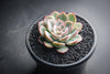 Echeveria 'Hercules'