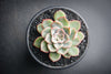 Echeveria 'Hercules'