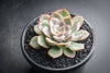 Echeveria 'Hercules'