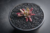 Crassula pubescens