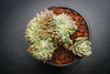 Echeveria 'Leisal' f. cristata (CREST)