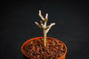 Crassula muscosa f. variegata (XS)(bit of root)