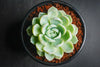 Echeveria 'Elegans' (Mexican Snowball)