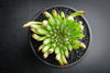Sempervivum 'Pittoni'