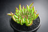 Sempervivum 'Pittoni'
