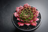 Jovibarba heuffelii 'Irene'