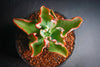 Echeveria 'Dick's Pink'