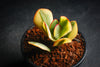 Crassula arborescens 'Blue Bird' Variegata