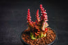 Crassula capitella ssp. thyrsiflora (The Pyramid Plant)
