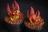 Crassula capitella ssp. thyrsiflora (The Pyramid Plant)