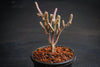 Crassula muscosa f. variegata (XS)(bit of root)
