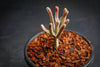 Crassula muscosa f. variegata (XS)(bit of root)