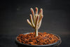 Crassula muscosa f. variegata (XS)(bit of root)
