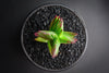 Crassula corymbulosa 'Red Pagoda' (XS)