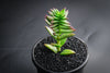 Crassula corymbulosa 'Red Pagoda' (XS)
