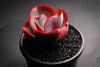 Echeveria 'Big Red'