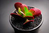Crassula nudicaulis var. platyphylla
