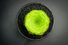Aeonium aureum aka. Greenovia Aurea (XXS)