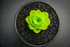 Aeonium aureum aka. Greenovia Aurea (XXS)