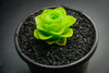 Aeonium aureum aka. Greenovia Aurea (XXS)
