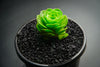 Aeonium aureum aka. Greenovia Aurea (XXS)