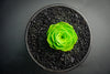 Aeonium aureum aka. Greenovia Aurea (XXS)