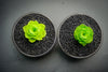 Aeonium aureum aka. Greenovia Aurea (XXS)