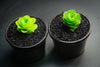 Aeonium aureum aka. Greenovia Aurea (XXS)