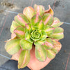 Aeonium 'Lemon-Lime' (aka. A. Starburst)(has mark)