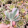 Aeonium arboreum 'Sunburst' (w/pup)
