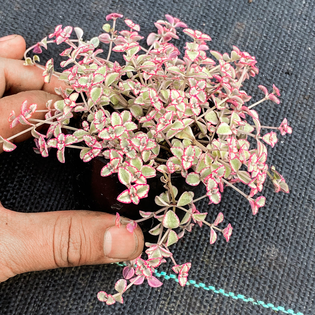 Sedum ‘Little Missy’ (CUTTING)