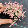 Sedum ‘Little Missy’ (CUTTING)