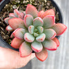 Graptoveria 'Purple Dream' (w/pup)