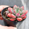 Graptoveria 'Purple Dream' (w/pup)