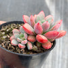 Graptoveria 'Purple Dream' (w/pup)