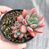Graptoveria 'Purple Dream' (w/pup)