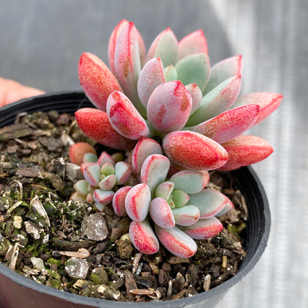 purple dream succulent Graptoveria 'Purple Dream' (w/pup) – LET LOVE GROW (Succulent & Cactus)