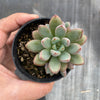 Graptoveria 'Purple Dream' (w/pup)