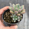 Graptoveria 'Purple Dream' (w/pup)